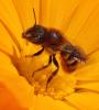 Osmia aurulenta